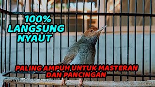 SUARA PIKAT PRENJAK KEPALA MERAH GACOR DOR | COCOK UNTUK PANCINGAN &  MASTERAN PRENJAK JUARA