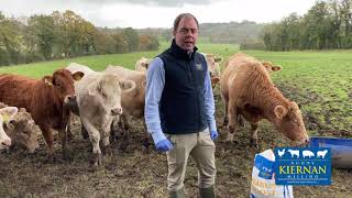 David Magee Feeding his weanlings at grass