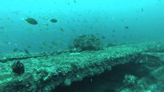 10.1.2014 Similan Ship Wreck Dive With a Whale Shark