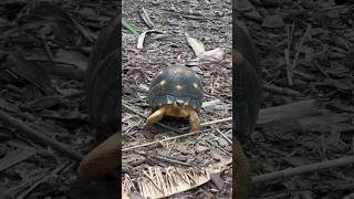 The radiated tortoise is native to southern Madagascar.