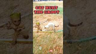 Cat video | Cat hunting Groot | #cat #groot #kitten #meow #persiancat