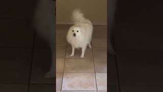 Dancing American Eskimo Dog