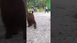 here we go the king from jungle #indonesia_orangutan_tours #tanjungputingnationalpark #orangutan