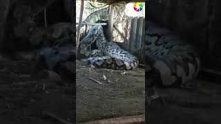 serpiente gigante en la India #shorts