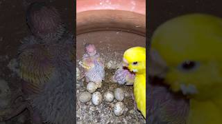 Bache nikl gye 🐣 🤩#pet #minivlog #ytshorts #viral #birdslover #sauravjoshivlogs #animallover