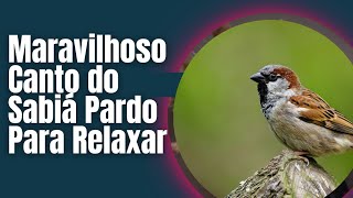 Maravilhoso Canto do Sabiá Pardo Para Relaxar