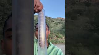 Catching the most venomous rattlesnake species!