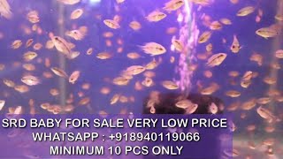 Good quality srd flowerhorn babies   for sale | lowest price