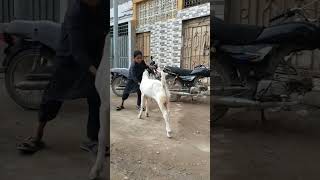 gulabi goat kid for sale/ bakramandi 2023 @mandivlogswithejaz4258