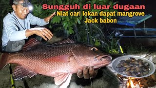 Sungguh di luar dugaan niatnya cari lokan dapat mangrove Jack babon