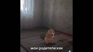 танцующий бобр