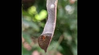 Leaf-curling Spider(Acusilas coccineus)-Read description to know more #unique #rare #spider