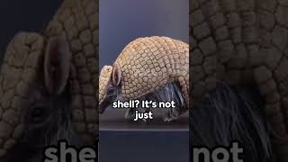 Pink Fairy Armadillo 🐁🐀🐁🐀