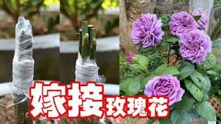 嫁接紫色品种的玫瑰花，几根枝条一起嫁接，开花好看，你也试试