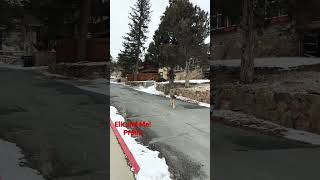 Elk and Me! | Elk In Estes Park Colorado | pratiq