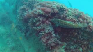 Wrasse encounter on the Dredger