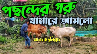 বাসার ছাদ থেকে গরু ডেলিভারি নিলাম || গরু আনলোডিং || Purbasha Agro