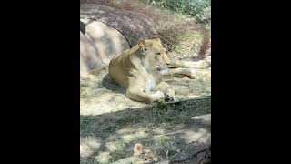 Funny Videos | Cute Small Animals Funny Video | Animals are funny