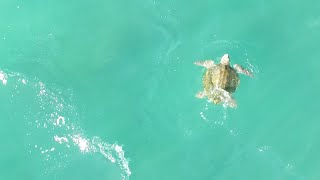 Sea Turtle Peacefully Swims Away From Its Nesting Beach