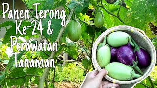 Eps. 47 Gardening || Update Tanaman Di Kebun & Perawatan Tanaman Supaya Bisa Panen Sampai Ke-24 Kali