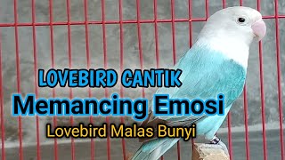 ALTERNATIF Lovebird gacor,memanggil Lovebird lain bunyi dan cepat ngekek panjang