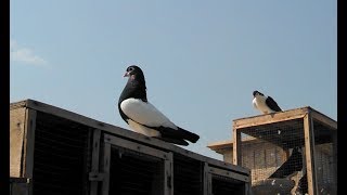 Gulldar khaal , Shirazi , khaal chaap (Sheikh Sahab) multan pigeons..