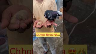 Heera Baap bun gya 😍😁😎l #minivlog #pet #pigeonlover #baby #sauravjoshivlogs #status #animallover