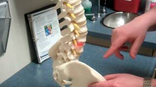 What causes low back pain - Real Pain Doctor Explains