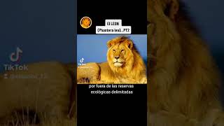 LEON (PHANTERA LEO) #leones #animals #ParatiViral  #tiktoks #historias #selva #phanter #depredador