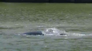 Family of 3 Manatees Playing in the Flamingo Marina in Everglades National Park