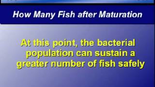 Aquarium Set-Up Tip - 7 - How many fish in a mature aquarium