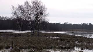 Zalane Kluki Słowiński Park Narodowy 25.02.2024r.