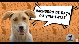 Cachorro de raça ou vira-lata? Qual escolher