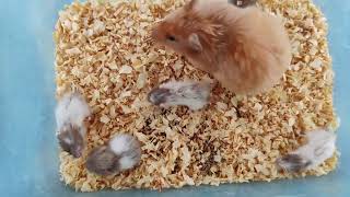 Adorable Baby Hamsters : Journey to Full Recovery