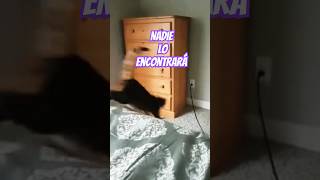 Nuevo escondite del gato