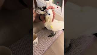 Cockatoo chick feeding