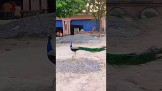 beautiful Peacock 🦚#youtubeshorts #peacock