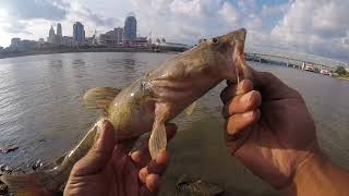 baby Flathead ohio river