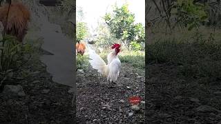 Pejantan Ayam KateSerama #ayamhias