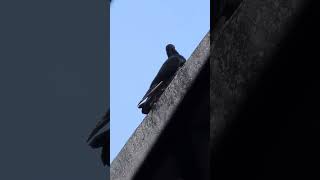 My Lovely Bird At Home #shorts #birds #video #viral