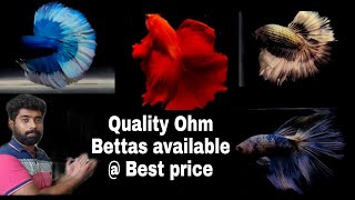 Quality ohm Bettas for sale | @rebelpets5121 @aquapetsfarmtamil4785