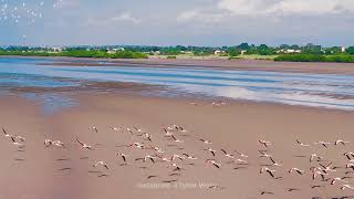 Flamingos em voo - Angola