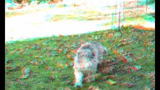 Gordy the Dog and Gigi the Cat anaglyph