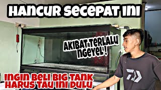 Sedih!!! Tank Predator Kesayangan Berakhir Setragis Ini || Edukasi Sebelum beli big tank.