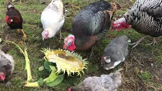 Snacking on Sunflower 🌻