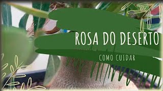 Rosa do deserto como cuidar - Vaso para rosa do deserto - Como levantar o caudex