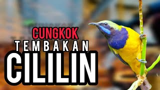 🔴 CUNGKOK tembakan CILILIN full materi✅️