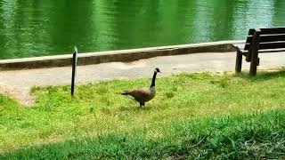 Goose at Clopper Lake Boat House at Seneca Creek State Park, June 2023