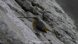 Grey Wagtail