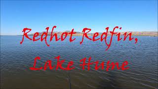 Red Hot Redfin at Lake Hume